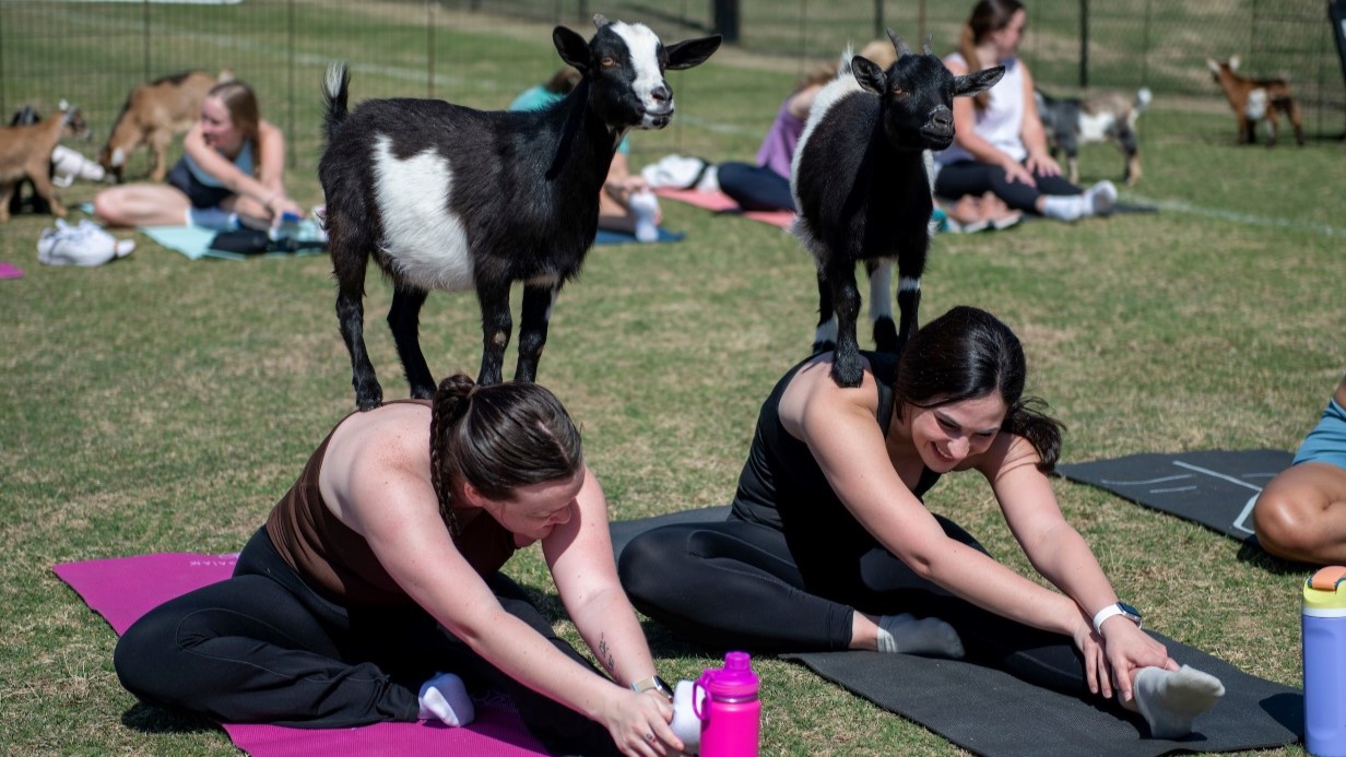 two students doing yoga outside with goats standing on their backs