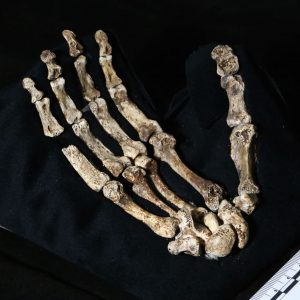 A mounted photo of the Homo naledi’s hand from the Rising Star Cave in South Africa.