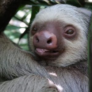 Maya Kaup’s research on sloths focuses on two species: Hoffmann’s two-toed sloth and the brown-throated three-toed sloth. All sloths actually have three toes. Submitted photo by Maya Kaup