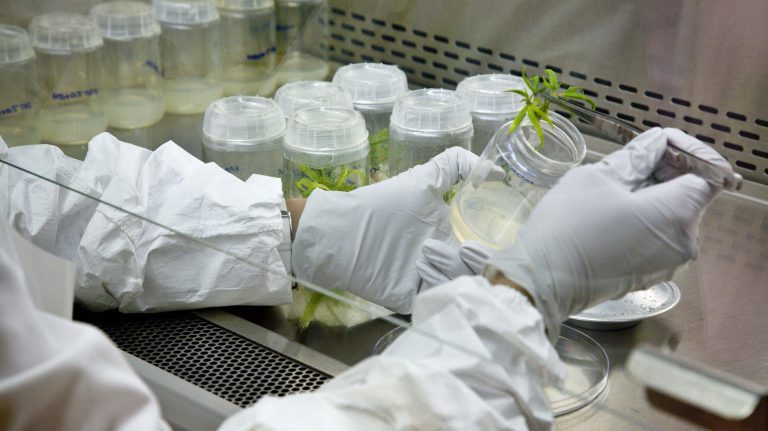 A researcher propagates cannabis plants at the UM School of Pharmacy’s Marijuana Project. The university has licensed two new drug candidates that may provide nonaddictive pain management, prevent blindness and alleviate the threat of irreversible vision loss from glaucoma and other eye diseases. Photo by Robert Jordan