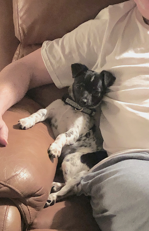 Zimmy, a half-Australian cattle dog and half-Chihuahua, snuggles closely with Chris Offutt, a UM associate professor of English, who recently adopted the dog. 