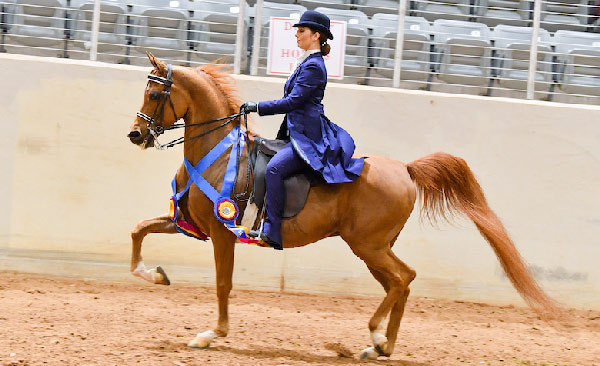UM sophomore Suzanne Crull and her steed Ready Aim Afire J placed in the Top 5 of the Arabian Country English Pleasure Junior-Owner-To-Ride category of the 2019 Arabian Horse Association Region 9 competition. Submitted photo