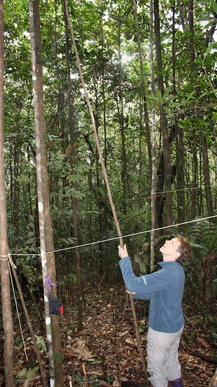 Lainy Day sets bird nets high in the canopy to catch scarlet horned manakins during a research trip in Kopinang, Guyana, in 2013. Submitted photo