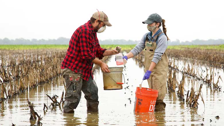 Biologist Pablo Bacon (left) and Rachel Anderson, a graduate of the UM Department of Biology, collect macroinvertebrate samples from a field in the Mississippi Delta. A new UM research project at sites such as this is exploring holding runoff water on agricultural landscapes after crops are harvested, which could reduce the pollution of downstream waterways, improve soil health and crop yields and provide crucial food and habitat for migratory birds. Photo courtesy Larry Pace