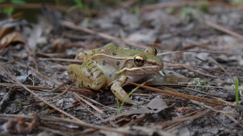 Southern Leopard Frog 